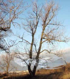 the strip and the tree